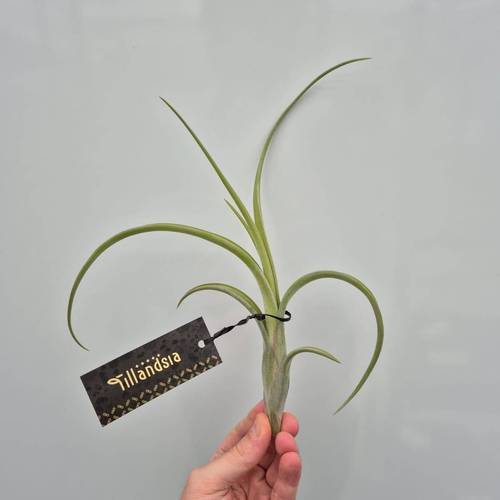 Tillandsia Intermedia T15 H020