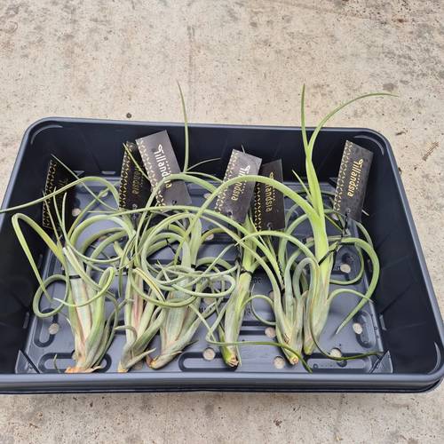 Tillandsia Intermedia T15 H020