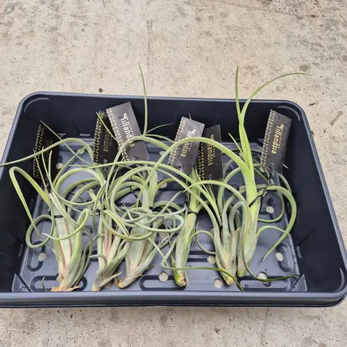 Tillandsia Intermedia T15 H020