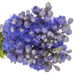 Delphinium dunkel blau Morning 90cm