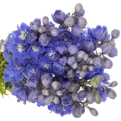 Delphinium dunkel blau Morning 90cm