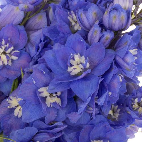 Delphinium dunkel blau Morning 90cm