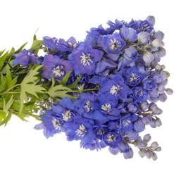 Delphinium dunkel blau Morning 90cm
