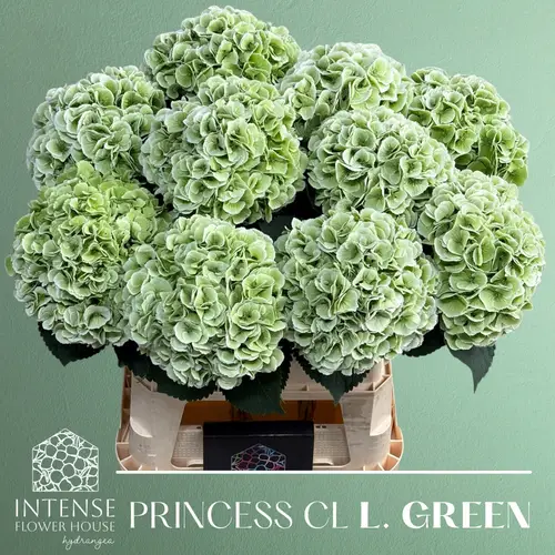 Hortensie hell grün Princess cl Bol 21cm 80cm