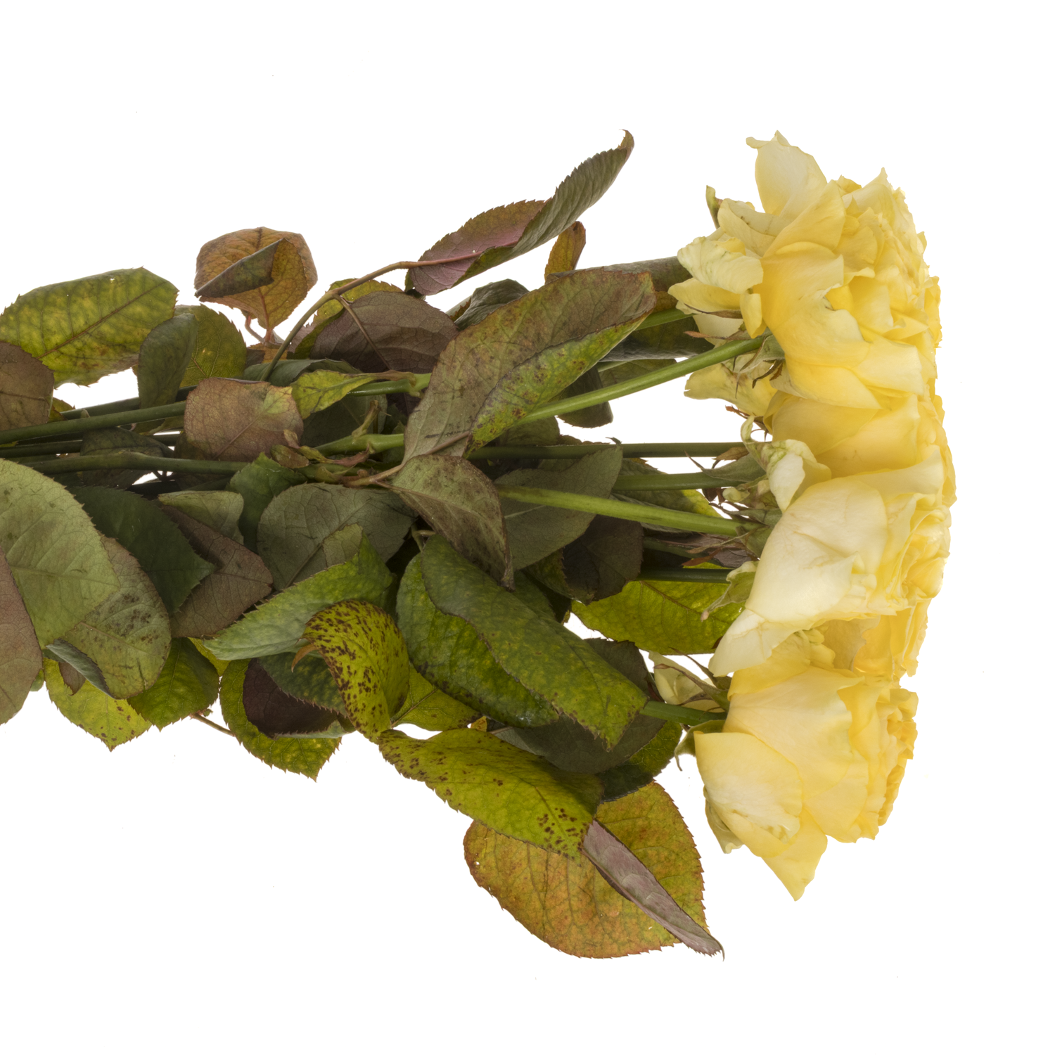 Rose hell gelb Buttercup gefüllt 55cm