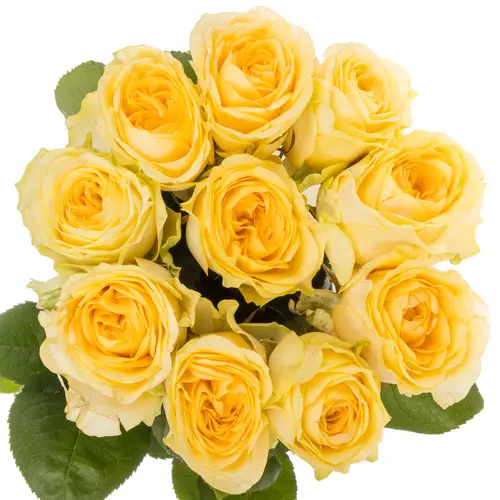 Rose hell gelb Buttercup gefüllt 55cm