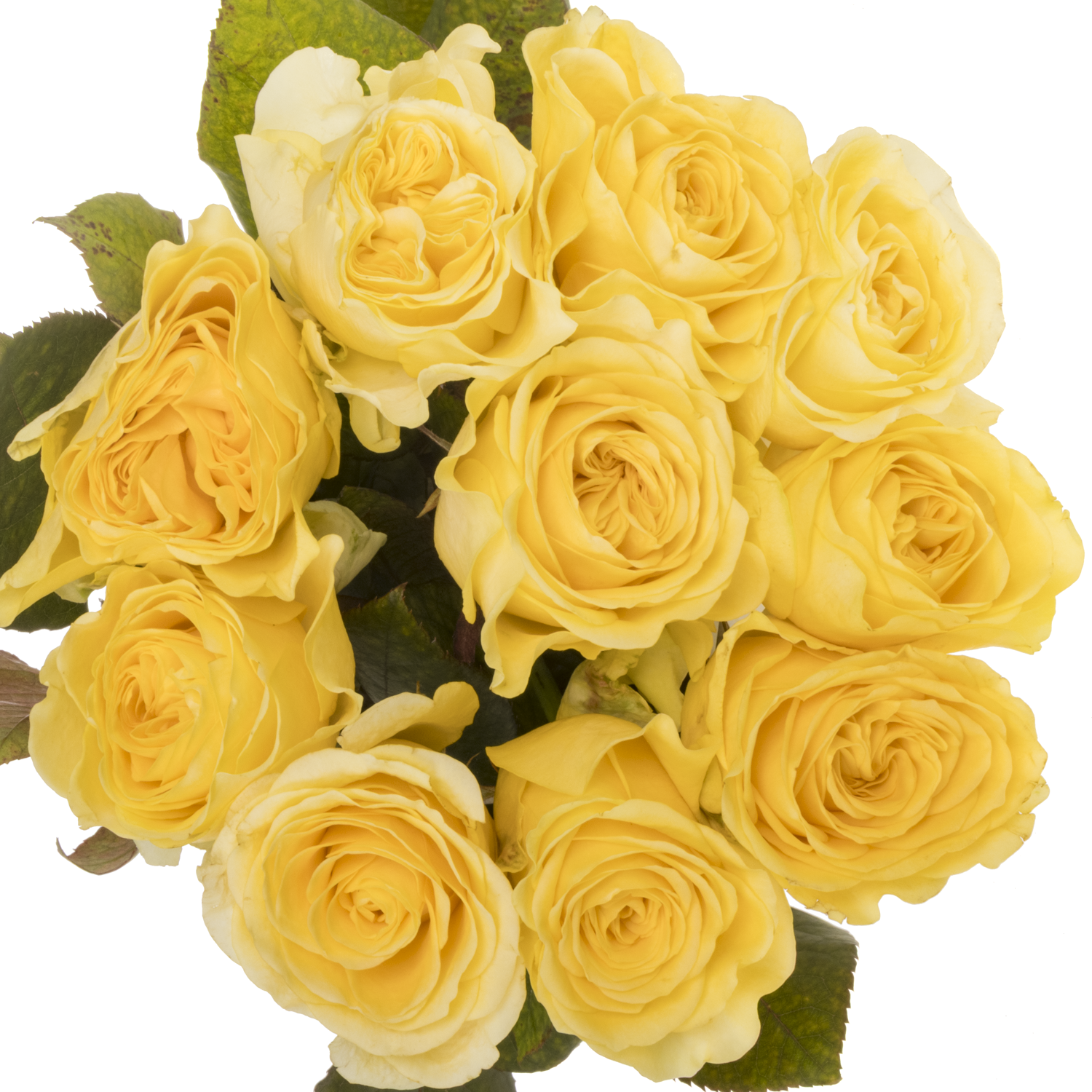 Rose hell gelb Buttercup gefüllt 55cm