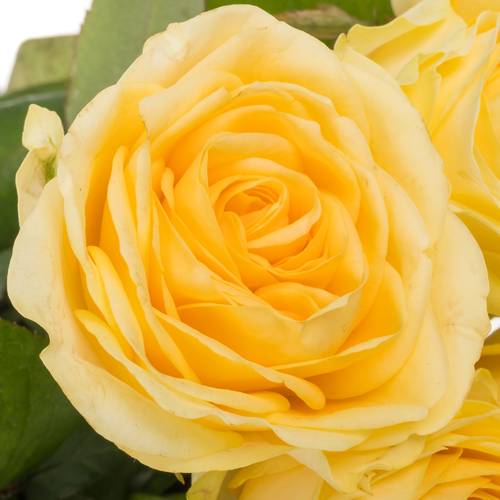 Rose hell gelb Buttercup gefüllt 55cm