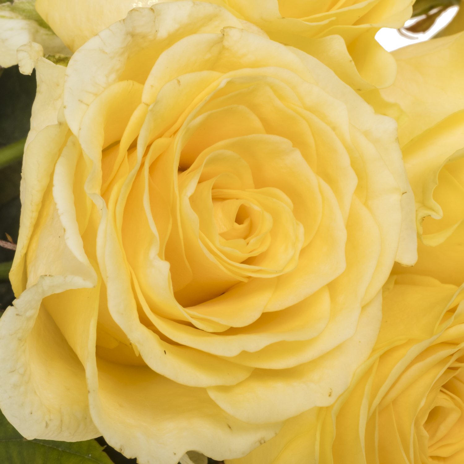 Rose hell gelb Buttercup gefüllt 55cm