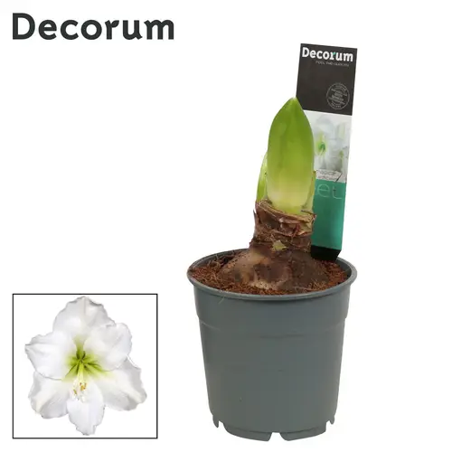 Amaryllis 2er weiss D112198WT T12 H025