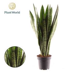 Sanseveria Zeylanica 8+ T12 H045