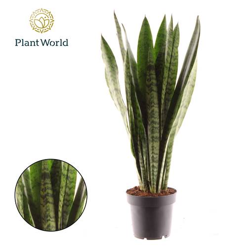 Sanseveria Zeylanica 8+ T12 H045