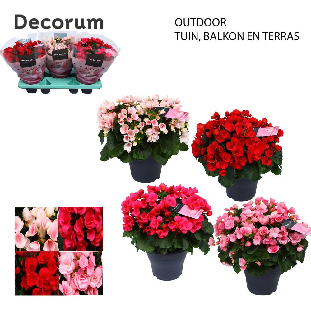 Begonie mix Garten T19 H035