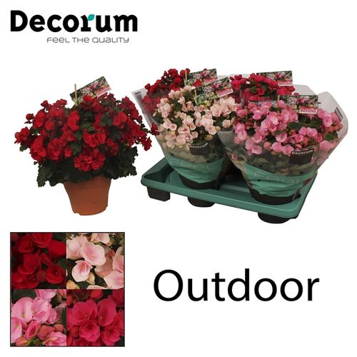 Begonie Garten mix T19 H035