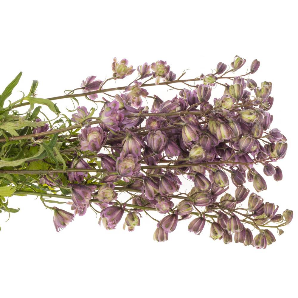 Delpinium lila  Flamengo 80cm
