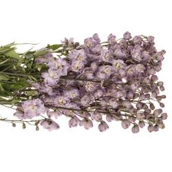 Delpinium Lila  Flamengo 80cm