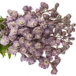 Delpinium Lila  Flamengo 80cm