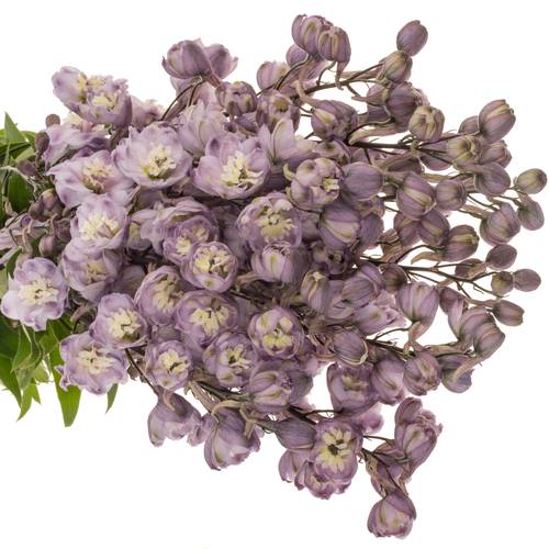 Delpinium Lila  Flamengo 80cm