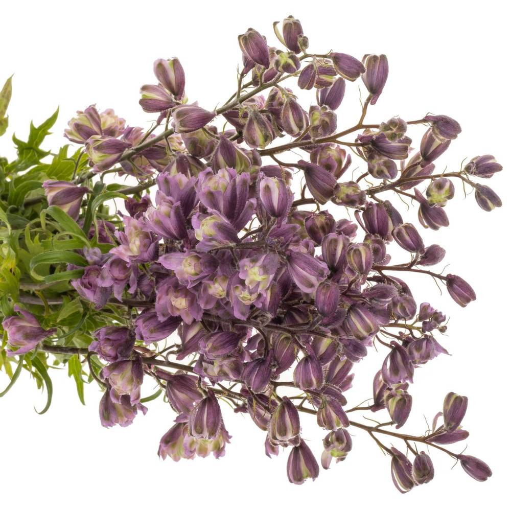 Delpinium lila  Flamengo 80cm