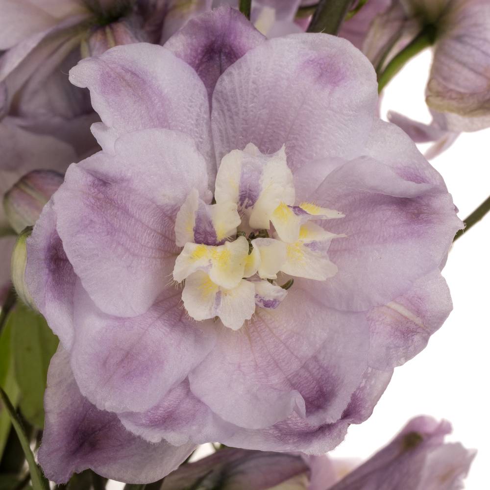 Delpinium Lila  Flamengo 80cm