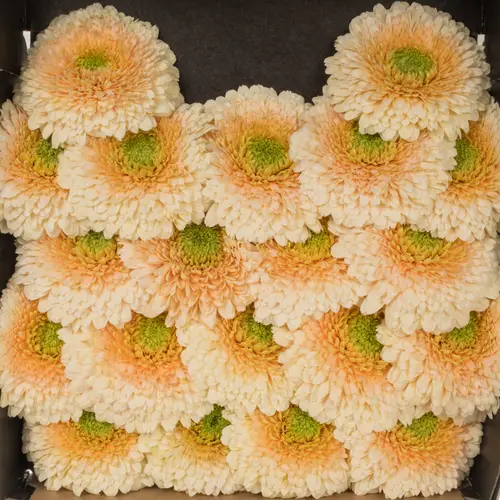 Germini hell gelb/apricot Pomponi Saturn