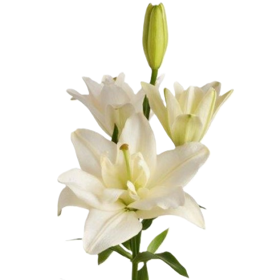 Lilie asiatisch weiss-creme  Gefüllt Belvedere 5+ 85cm