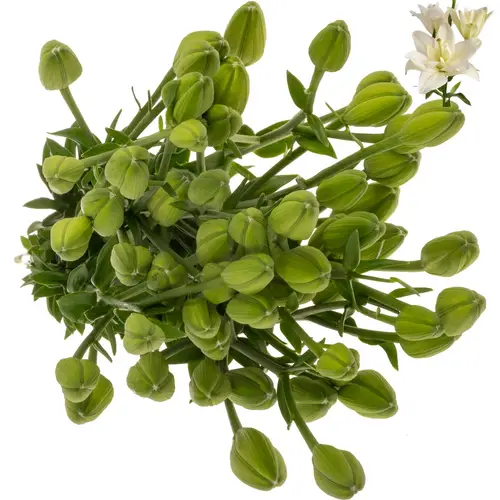 Lilie asiatisch weiss-creme  Gefüllt Belvedere 5+ 85cm