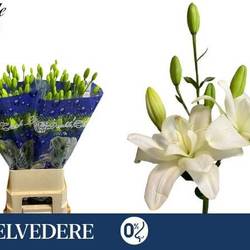 Lilie asiatisch weiss-creme  Gefüllt Belvedere 5+ 85cm