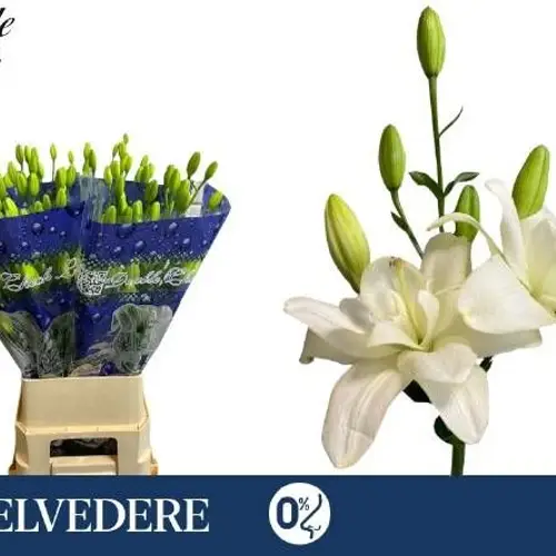 Lilie asiatisch weiss-creme  Gefüllt Belvedere 5+ 85cm