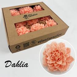 Seiden Wachs Dahlia lachs