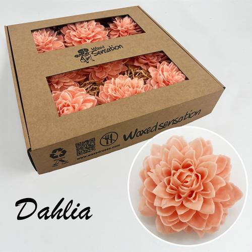 Seiden Wachs Dahlia lachs