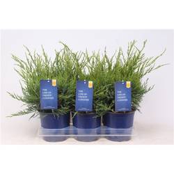 Juniperus Pfitzeriana Mint Julep T15 H030