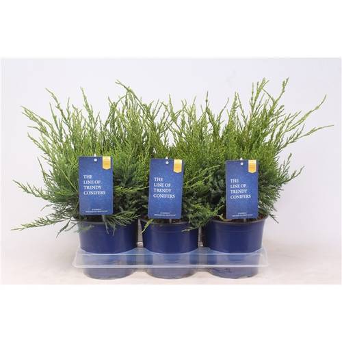 Juniperus Pfitzeriana Mint Julep T15 H030