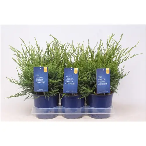 Juniperus Pfitzeriana Mint Julep T15 H030