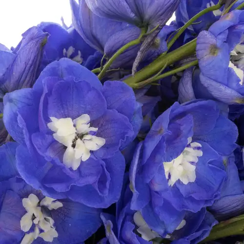 Delphinium dunkel blau Morning Extra 90cm