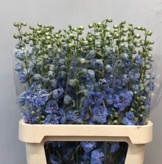Delphinium blau Morning Extra 90cm