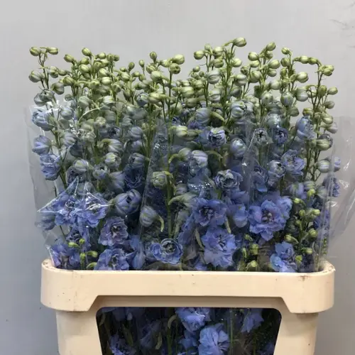 Delphinium blau Morning Extra 90cm