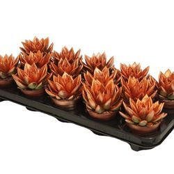 Echev.Gef Bronze +glitzer T08,5 H011