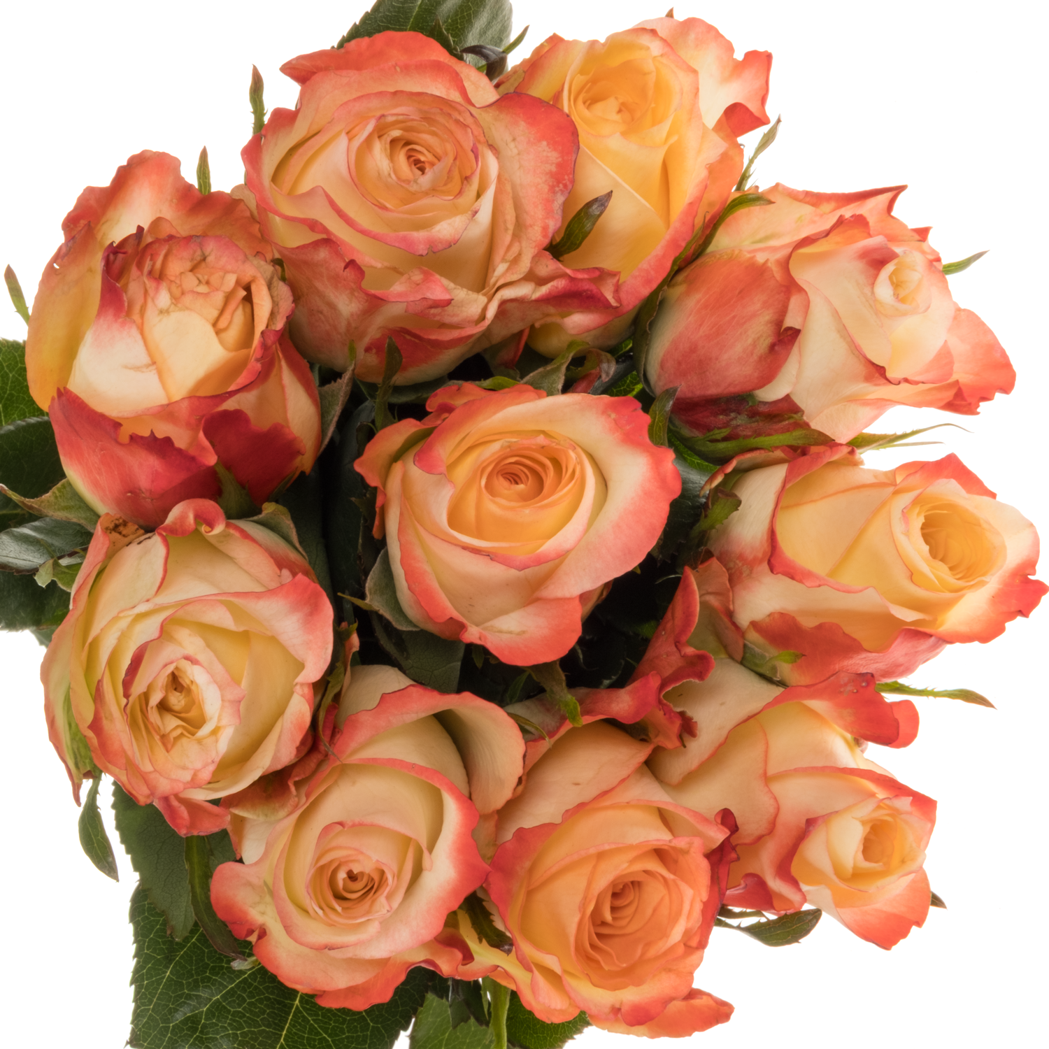 Rose creme/rot Cabaret 40cm