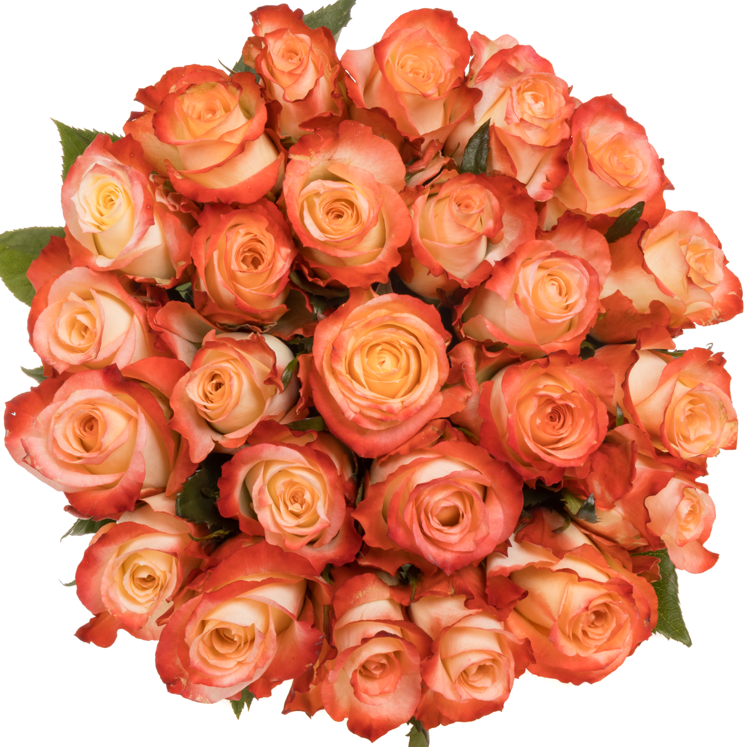 Rose creme/rot Cabaret 40cm