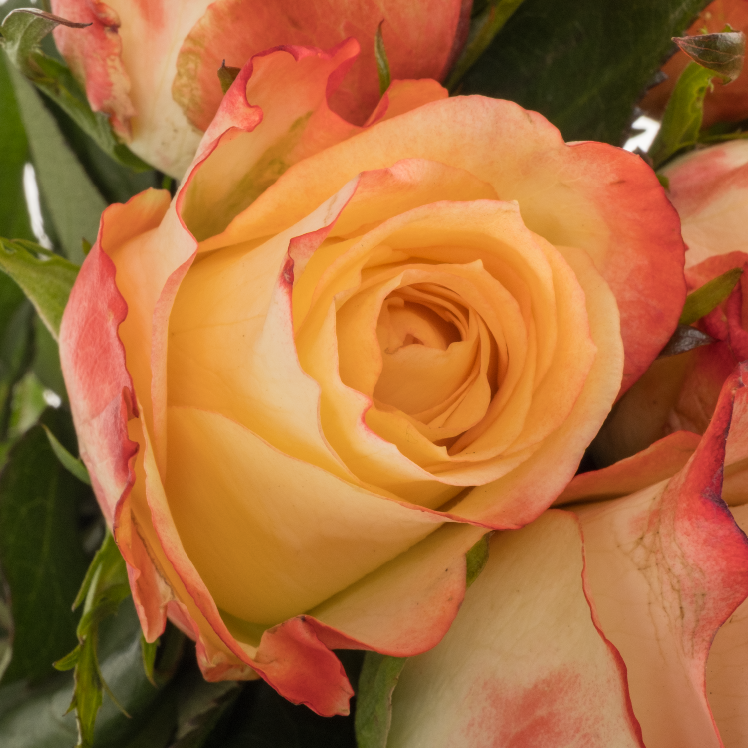 Rose creme/rot Cabaret 40cm