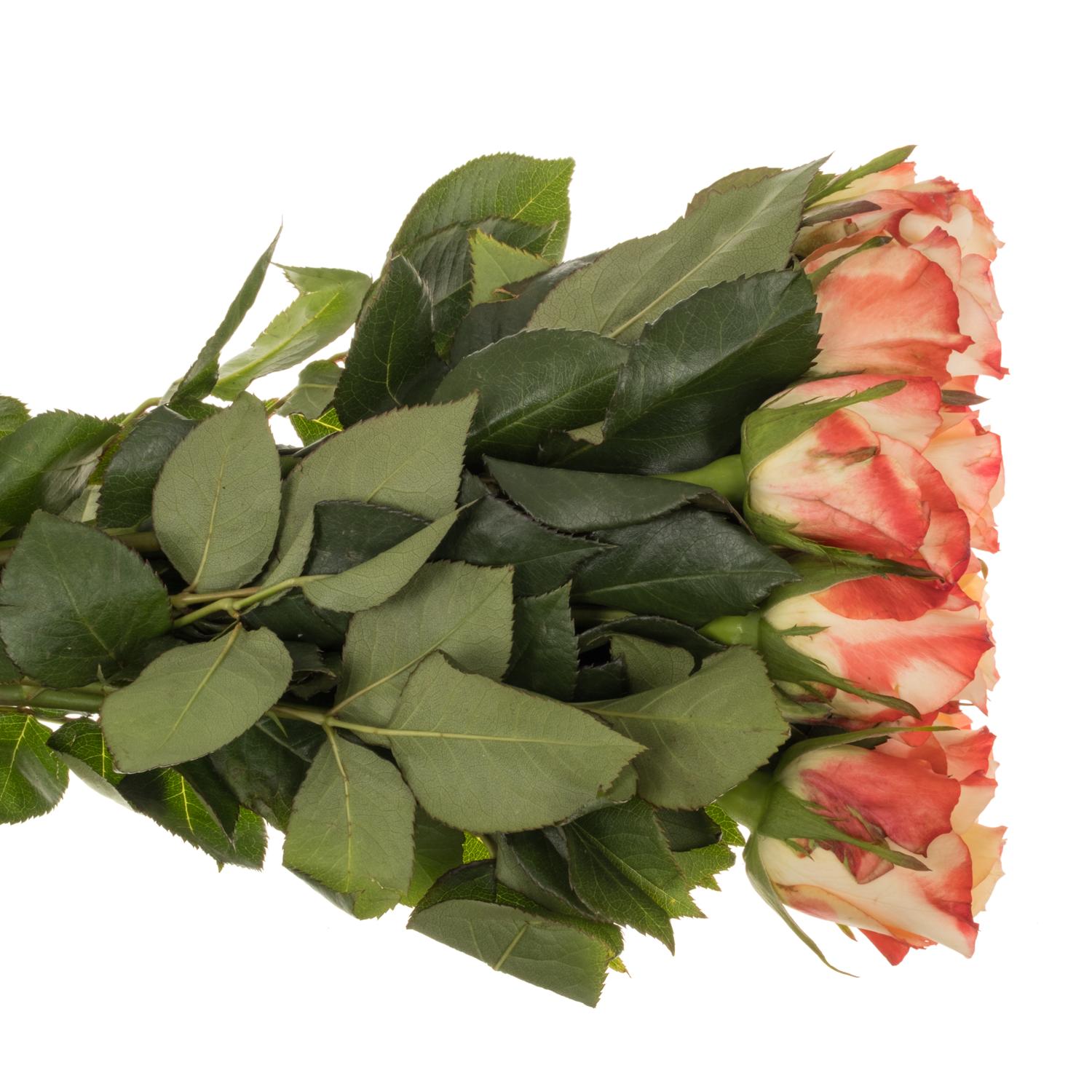 Rose creme/rot Cabaret 40cm