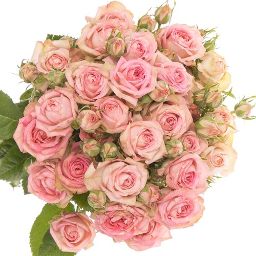 Rose verzweigt rosa Pepita 3+Blüte 45cm
