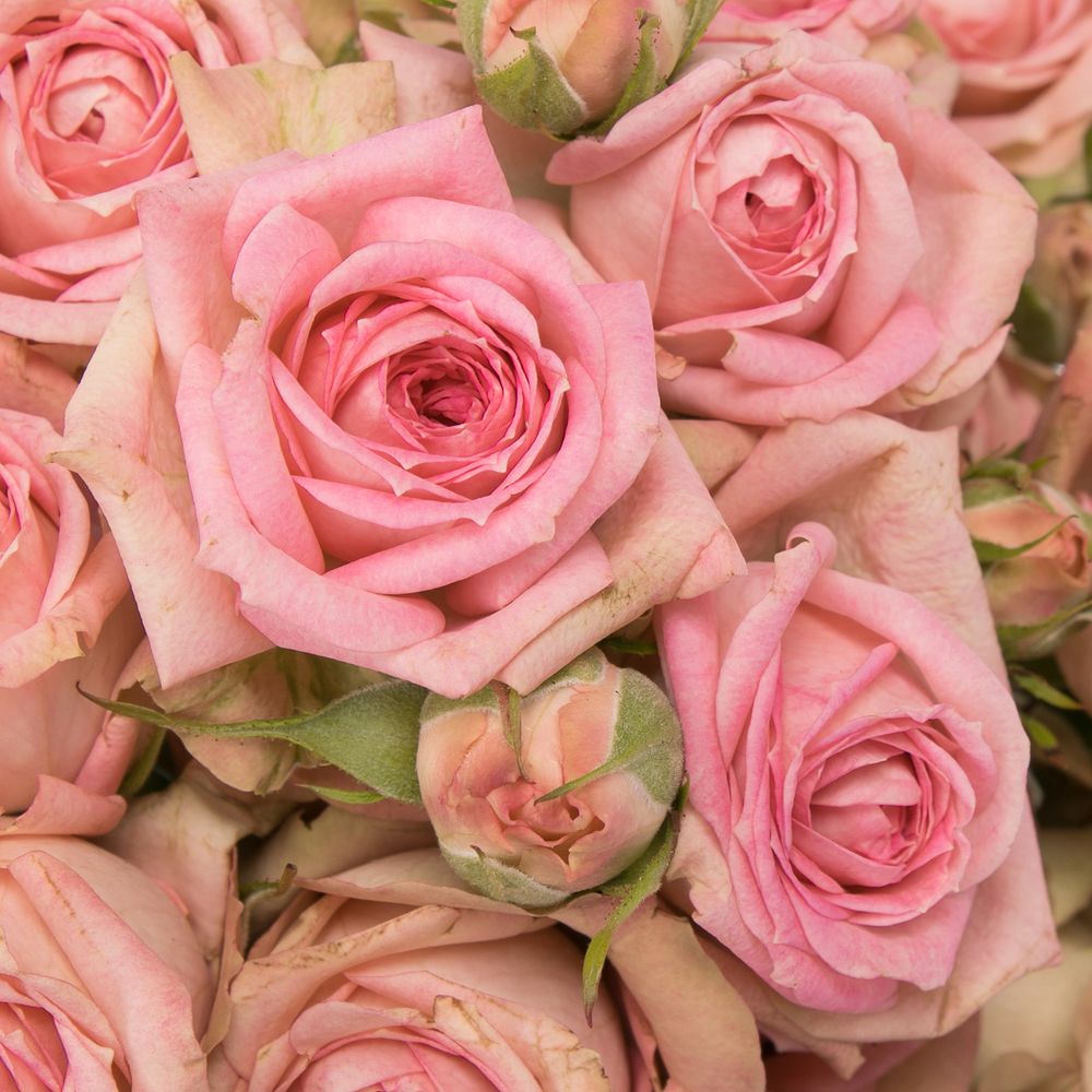 Rose verzweigt rosa Pepita 3+Blüte 45cm