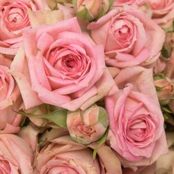 Rose verzweigt rosa Pepita 3+Blüte 45cm