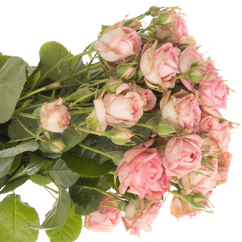 Rose verzweigt rosa Pepita 3+Blüte 45cm