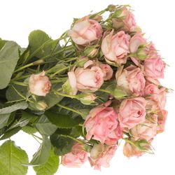 Rose verzweigt rosa Pepita 3+Blüte 45cm