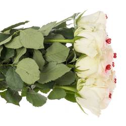 Rose creme/rosa Sugar Love Mont Royal 70cm