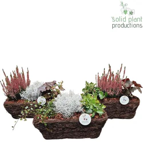 Garten.Arr SRM004 mix Herbst T34 H035