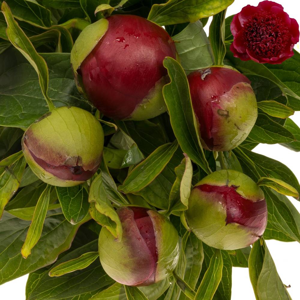 Pfingstrose rot gefüllt Charm 55cm